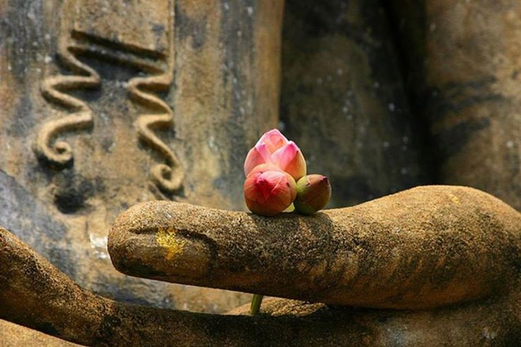 Hiểu về từ, bi, hỷ, xả